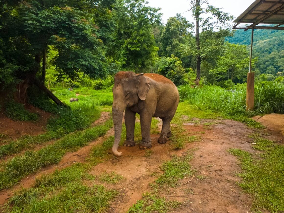 Elephant Sanctuary Chiang Mai