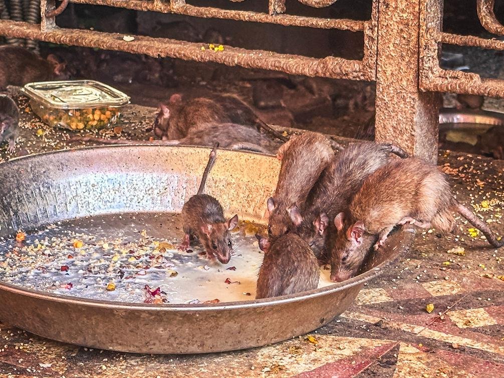 il topo in india è considerato un animale sacro