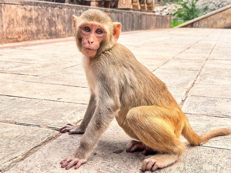 Tempio delle scimmie di Galta ji