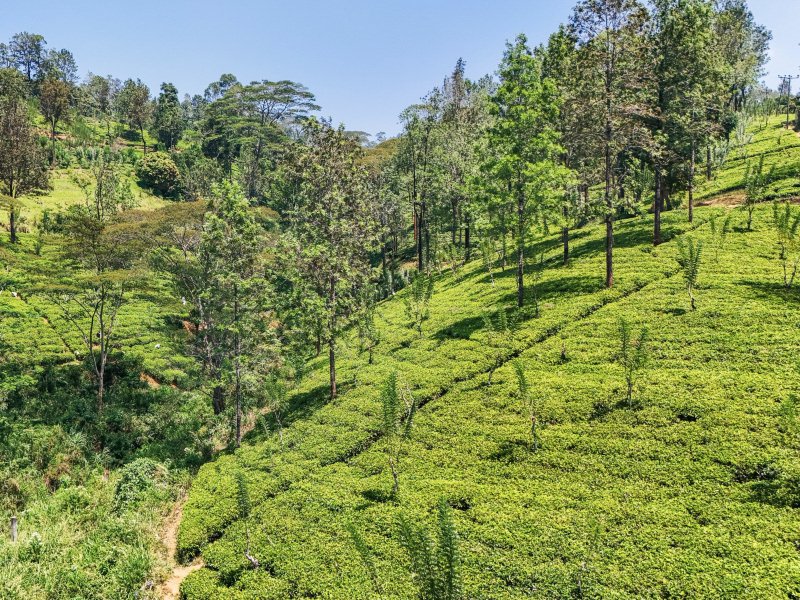 Piantagioni di The, Ella