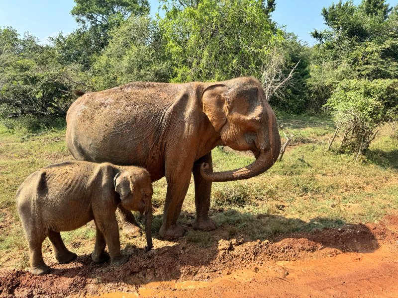 Coppia di elefanti allo Yala National Park