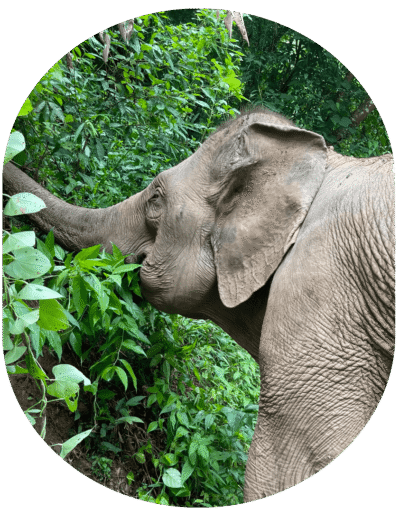 Elephant park
