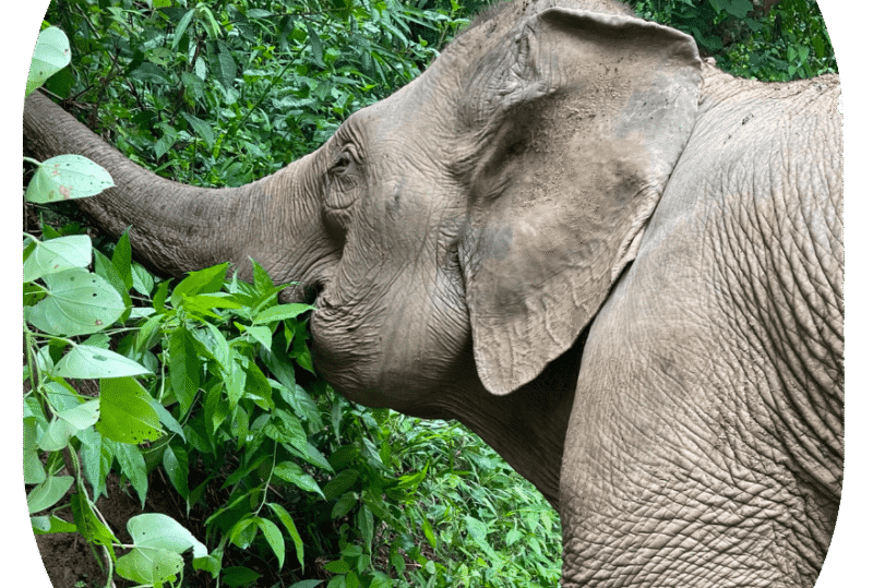 Elephant park