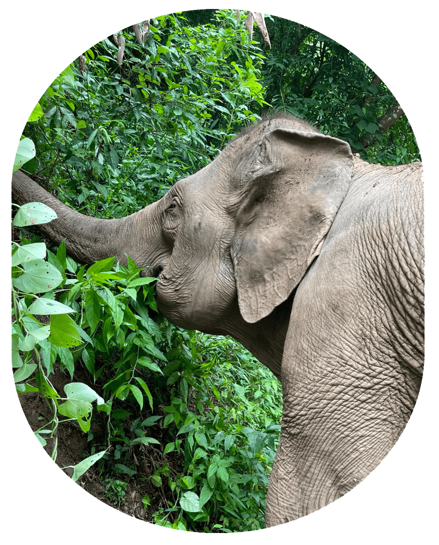 Elephant park