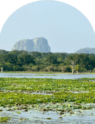 Elephant Rock, la famosa roccia a forma di elefante, Yala National Park