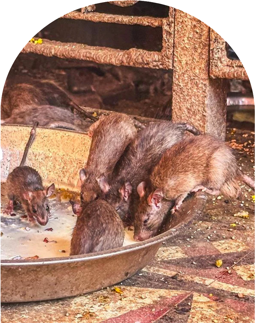 il topo in india è considerato un animale sacro