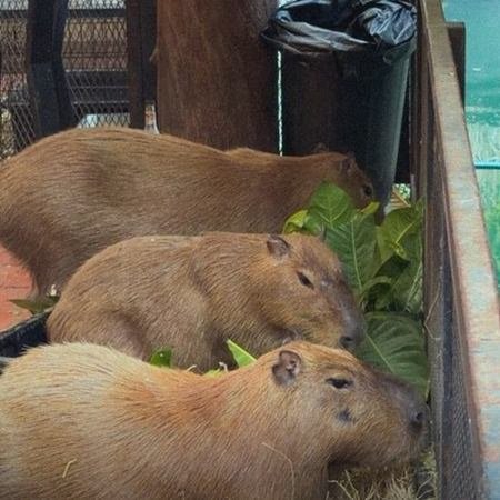 capibara